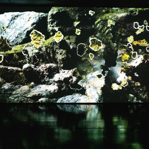 CHOIR OF KIN – Lichenography by Transformative Narratives© Julian Tatzl for Klanglicht 2024--17