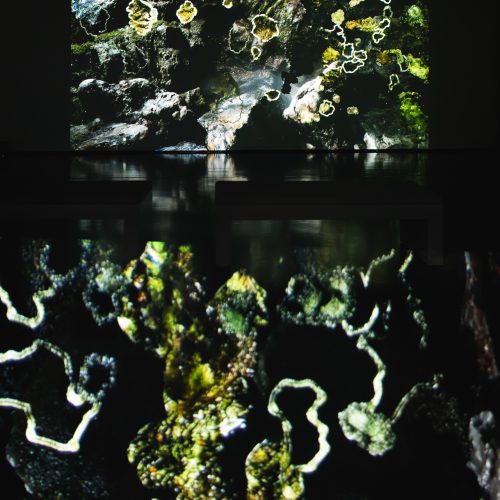 CHOIR OF KIN – Lichenography by Transformative Narratives© Julian Tatzl for Klanglicht 2024--18